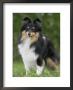 Sheltie Dog Outdoors by Petra Wegner Limited Edition Print