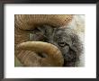 Close-Up Of Gotland Sheep, Ram's Horn, Sweden by Staffan Widstrand Limited Edition Print