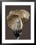 Truffle Slices In Tongs by Marc O. Finley Limited Edition Print