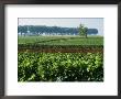 Cotes De Beaune Vineyards Near Beaune, Burgundy, France by Michael Busselle Limited Edition Pricing Art Print