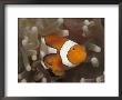 False Clown Anemonefish, In Anemone, Indo-Pacific by Jurgen Freund Limited Edition Print