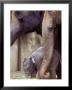 Baby Elephant Eating Hay At Feet Of Adult Elephants, Oregon Zoo, Portland, Usa by Janis Miglavs Limited Edition Print