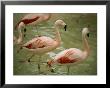 A Flock Of Chilean Flamingos Wading In A Shallow Pool by Joel Sartore Limited Edition Print