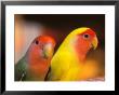 Love Birds, Yuen Po Street Bird Market, Hong Kong, China by Stuart Westmoreland Limited Edition Print