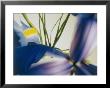 A Close-Up Of A Purple Iris by Sisse Brimberg Limited Edition Pricing Art Print