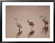 Roseate Spoonbills Stand In Shallow Water, Reflecting The Pink Sunset by Nicole Duplaix Limited Edition Print