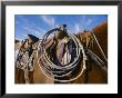 A Close View Of A Saddled Horse And A Rope by Jodi Cobb Limited Edition Print