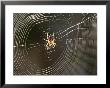 Common Spider In The Center Of It's Web by Amanda Hall Limited Edition Print