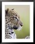 Leopard (Panthera Pardus), Samburu National Reserve, Kenya, East Africa, Africa by James Hager Limited Edition Print