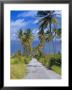 Palm Lined Road To Bathsheba, Barbados, West Indies, Caribbean, Central America by Gavin Hellier Limited Edition Print