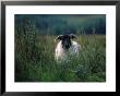 Country Side Ram, Ireland by Kathleen Kliskey-Geraghty Limited Edition Print