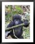 Mountain Gorilla, Youngster At Play, Rwanda by Mike Powles Limited Edition Print