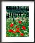 Rows Of Cypress Trees With Poppies In Foreground, Castelnuovo Dell'abate, Tuscany, Italy by David Tomlinson Limited Edition Print