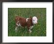Cows, Domestic Cattle, Calf, Europe by Reinhard Limited Edition Print