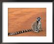 Ring-Tailed Lemur (Lemur Catta) Berenty Reserve, Madagascar by Pete Oxford Limited Edition Print