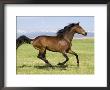 Bay Thoroughbred, Gelding, Cantering Profile, Longmont, Colorado, Usa by Carol Walker Limited Edition Print