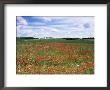 Poppies In The Valley Of The Somme Near Mons, Nord-Picardy, France by David Hughes Limited Edition Pricing Art Print