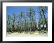 Date Palm Orchards Near Indio, California, Usa by Robert Harding Limited Edition Print