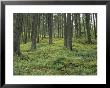 Coniferous Woods, Lappland, Sweden, Scandinavia by Gavin Hellier Limited Edition Print
