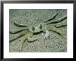 Ghost Crab, Assateaque Island, Usa by Gustav Verderber Limited Edition Print