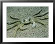 Ghost Crab, Assateaque Island, Usa by Gustav Verderber Limited Edition Pricing Art Print