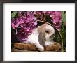 Holland Lop Eared Rabbit In Basket, Usa by Lynn M. Stone Limited Edition Pricing Art Print