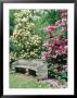 Curved Stone Bench & Rhododendron Hybrid Pink Pearl & Dairymaid by Sunniva Harte Limited Edition Print
