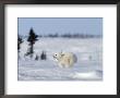 Polar Bear Cub, (Ursus Maritimus), Churchill, Manitoba, Canada by Thorsten Milse Limited Edition Print