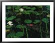 A Cuban Crocodile Lurks Almost Concealed Among Water Lily Pads And Blossoms by Steve Winter Limited Edition Pricing Art Print