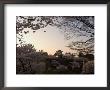 Sunset, Cherry Blossom, Kanazawa Castle, Kanazawa City, Ishigawa Prefecture, Honshu Island, Japan by Christian Kober Limited Edition Pricing Art Print