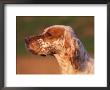 English Setter Profile by Adriano Bacchella Limited Edition Print