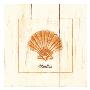 Rustic Shells: Scallop by Cynthia Rodgers Limited Edition Print