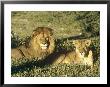 African Lion, Pair, East Africa by Frank Schneidermeyer Limited Edition Print