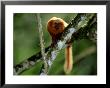 Golden Lion Tamarin, Rio De Janeiro, Brazil by Berndt Fischer Limited Edition Print