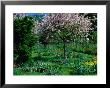 Blossom Tree At Monet's Garden Giverny, Haute-Normandy, France by John Hay Limited Edition Print