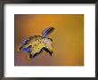 Maple Leaf Floating On Water Surface With Autumn Reflections, Michigan, Usa by Mark Carlson Limited Edition Print