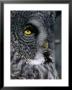 Face Of Great Grey Owl, Canada by Christer Fredriksson Limited Edition Print