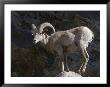 Endangered Peninsular Bighorn Sheep Ram, Anza-Borrego Desert State Park, California by Rich Reid Limited Edition Print