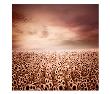 Sunflower Dawn by Luis Beltran Limited Edition Print