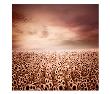 Sunflower Dawn by Luis Beltran Limited Edition Pricing Art Print