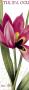 Tulipa Oculus by Pierre-Joseph Redoute Limited Edition Print