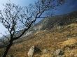 Wind-Beaten Tree At Glen Etive, Scottish Highlands, Uk by Adam Burton Limited Edition Print