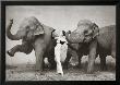 Dovima With Elephants, C.1955 by Richard Avedon Limited Edition Print