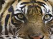 Close-Up Of A Tiger by Images Monsoon Limited Edition Print