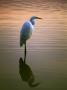 Great White Heron by Bob Cornelis Limited Edition Print