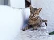 Cat, Hydra Island, Greece by Images Monsoon Limited Edition Print