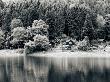 Rural Idyll Lake View Ringed By Evergreen Trees, Pastoral Lake Reflection by Ilona Wellmann Limited Edition Print