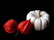 Seed Pod And Pumpkin by Ilona Wellmann Limited Edition Print