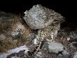 Remote Camera Captures A Snow Leopard by Steve Winter Limited Edition Print