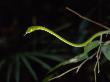 Slender Vine Snake Sensing With Its Tongue by Tim Laman Limited Edition Print